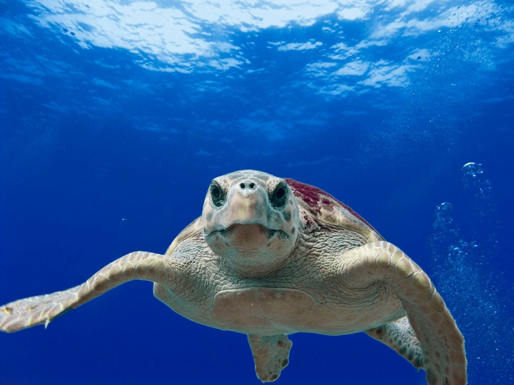 Loggerhead turtle comes up to glass in aquarium at wheelchair friendly attraction.