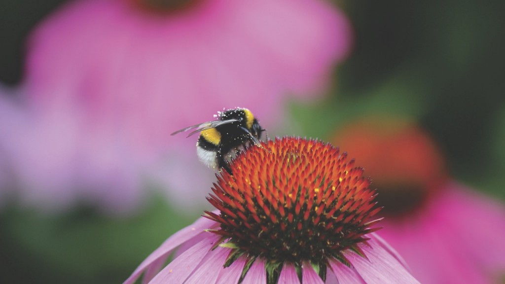 Go spot bees, flowers and wildlife in Devon with an all terrain mobility scooter.