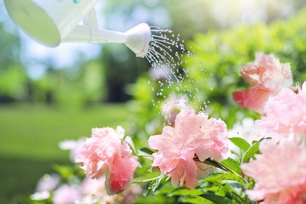 Watering can pouring water on flowers