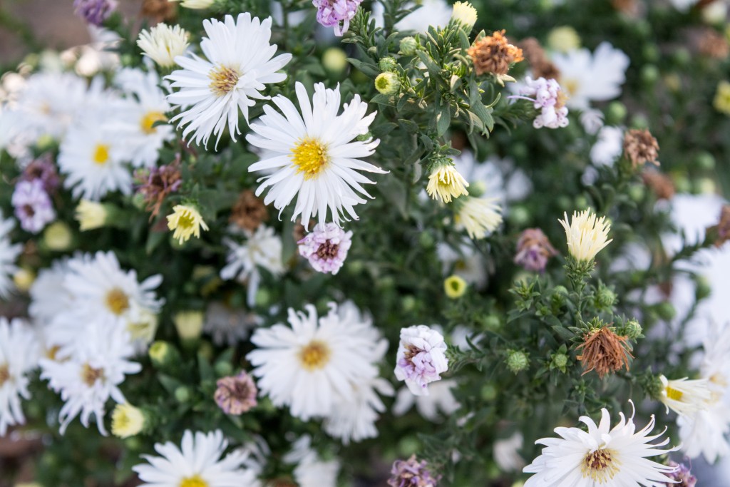 flowers in a garden