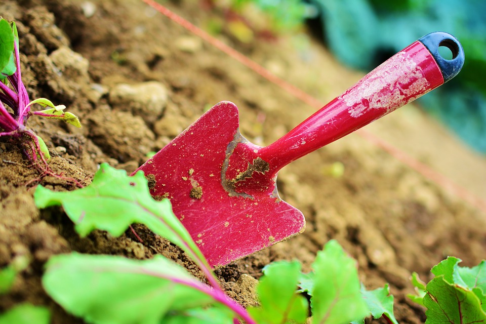 Gardening trowel used by someone with low mobility