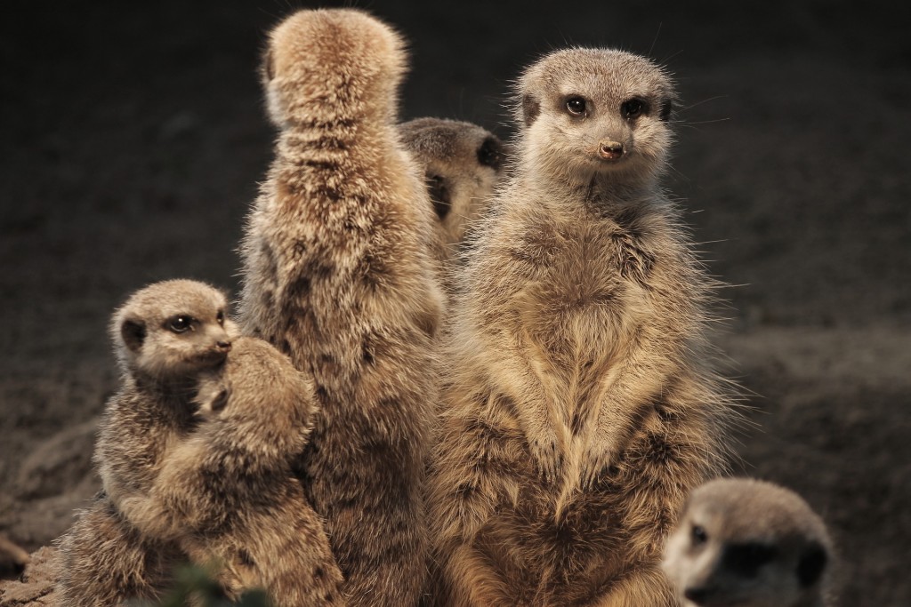 Meerkats at the zoo