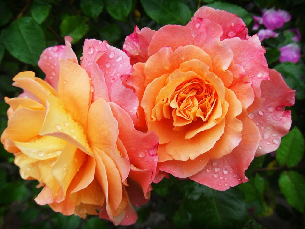 Roses at Rosemore Gardens, near Torrington. 