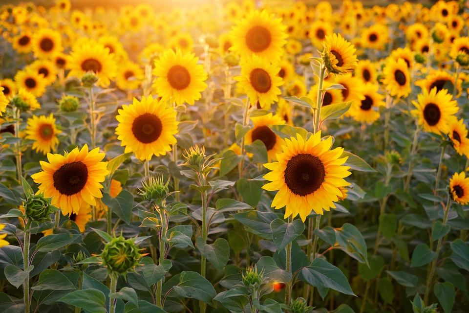 Sunflowers growing in a field.