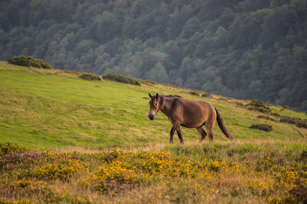 Exmoor pony in a field.