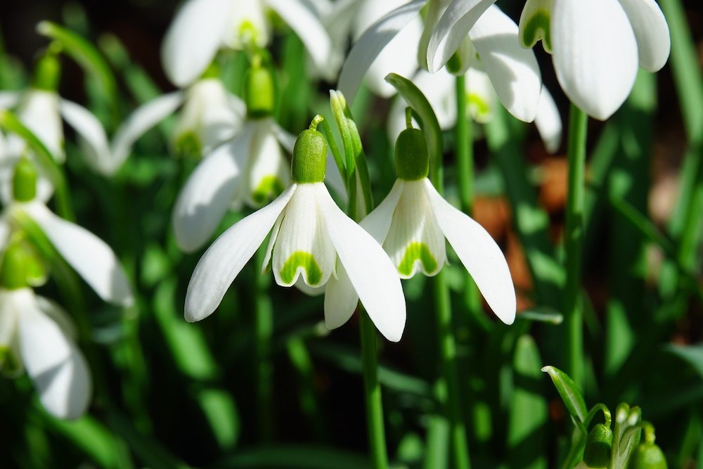 Close up of a snowdrop flower.