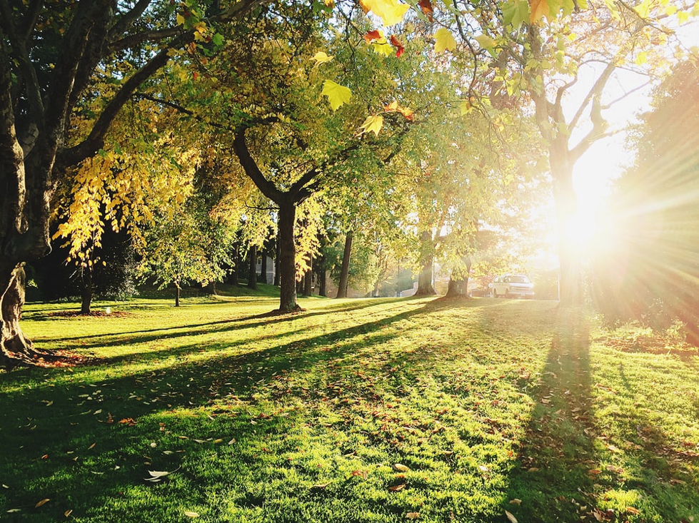 sunshine through trees