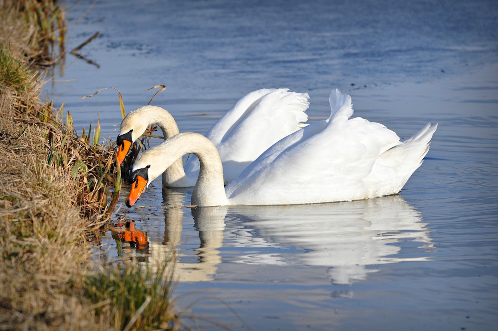 Swans grazing at the edge of water.